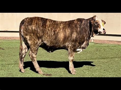 J J Cattle Co Auction Lot Braford Replacement Heifer Youtube