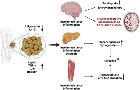 Obesity And Correlated Diseases The Adipose Tissue Is A Source Of