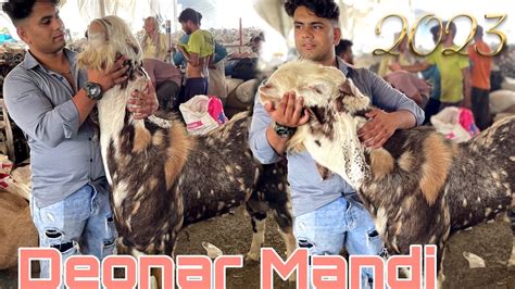 Deonar Bakra Mandi Latest Update Deonar Bakra Mandi Today Deonar