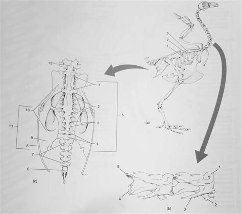 Week 1 Avian Postcranial Skeleton Diagram Quizlet
