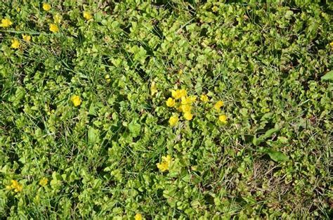 Creeping Jenny Invasive Exotic Plants Of North Carolina Inaturalist