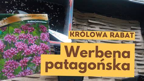 Jak siać werbenę patagońską Uprawa werbeny patagońskiej z nasion