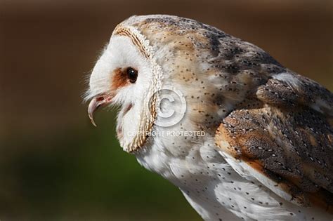 Barn Owl Close Up Beak Open Wildlife Reference Photos For Artists