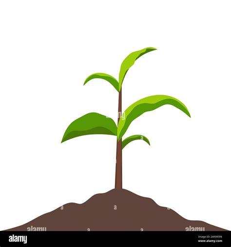 Sprout Growing In Soil Small Sprout With Green Leaves Symbol Of