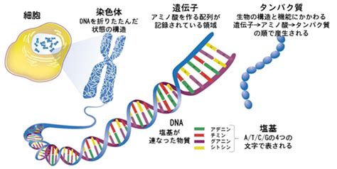 遺伝子検査（解析） 国立がん研究センター 東病院