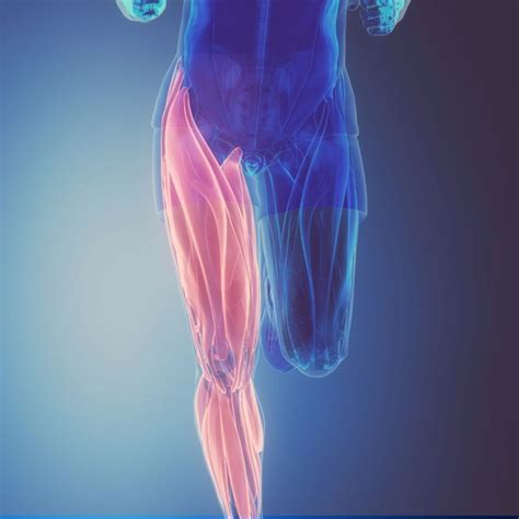 Upper Leg Injuries In Runners Perea Clinic