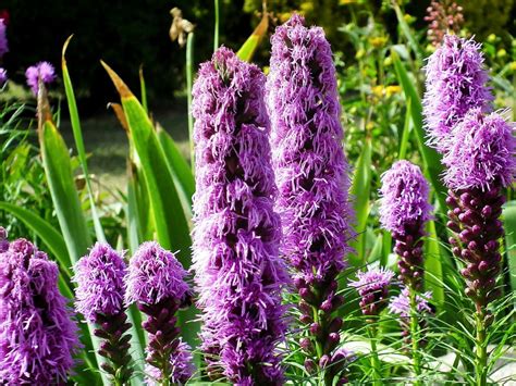 Top 5 Liatris Companion Plants And Creative Ways To Plant Them Florgeous