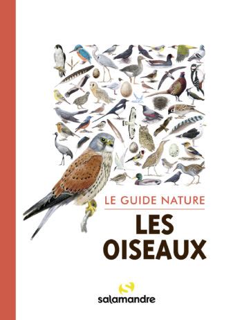 Reconna Tre Les Plumes Et Les Nids D Oiseaux La Salamandre