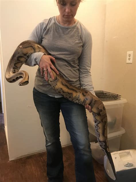 Blood Pythons