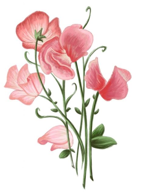 Sweetpea Flower Drawing Sweet Pea Flowers Plant Drawing