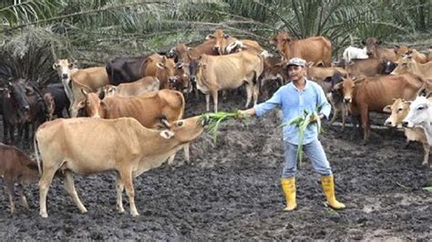 8 Keuntungan Ternak Kambing Vs Ternak Sapi Ini Patut Anda Tahu