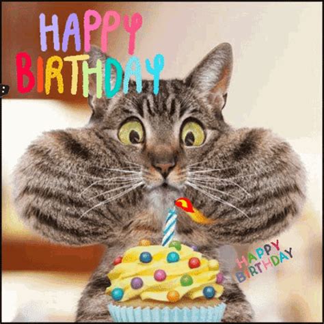 Happy Birthday GIF – Happy Birthday Cat – GIFs entdecken und teilen