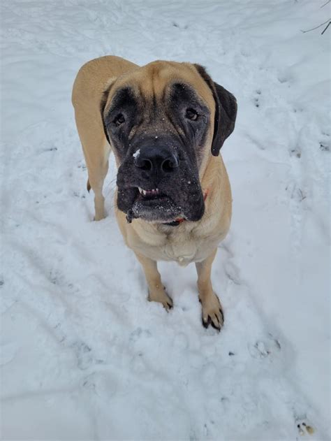 Sage Under The Rainbow R Mastiff