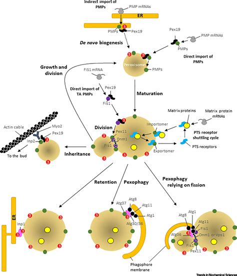 Balancing The Opposing Principles That Govern Peroxisome Homeostasis