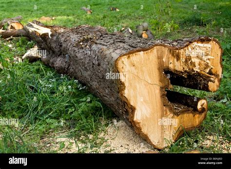 Diseased horse chestnut tree wood (Aesculus hippocastranum), Essex, UK ...