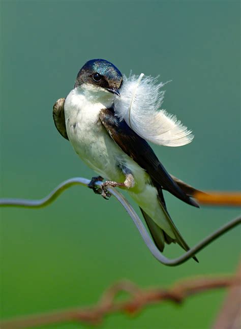 Tree Swallows And Feathers Birdnote