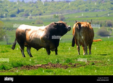 Mating Of An Aubrac Cow And Bull Transhumance Summer Pasture Aveyron