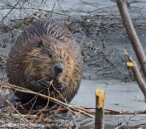 North American Beaver Feeding Out On The Ice Woodcote Photography