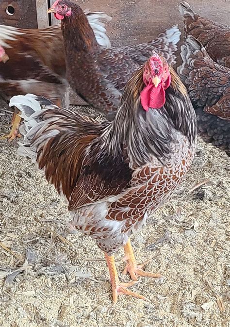 White Wyandotte Chicken