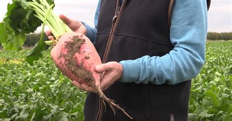 New Fodder Beet In The Pink LG Seeds