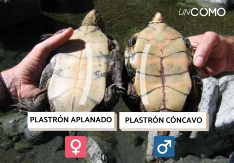 Cómo determinar el sexo de una tortuga Aprende a identificar si es