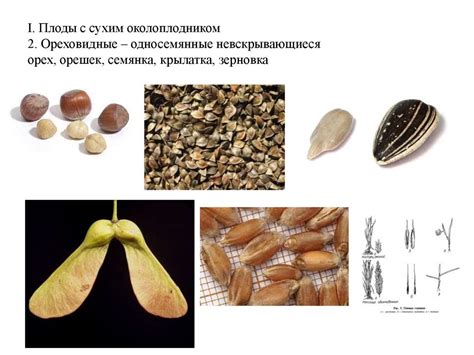 Опыление. Способы опыления - презентация онлайн