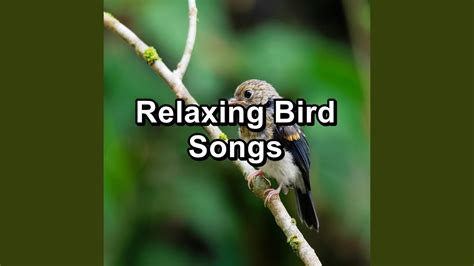 Beautiful Bird Sounds To Help Insomnia Best Loopable Sound Youtube