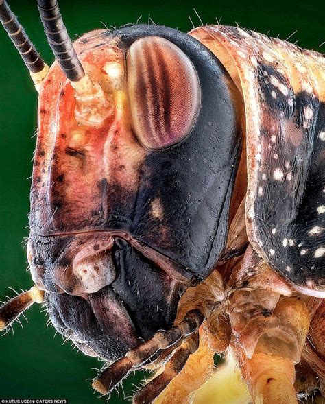 If you're scared of insects, look away from these magnified images | Macro pictures, Magnified ...