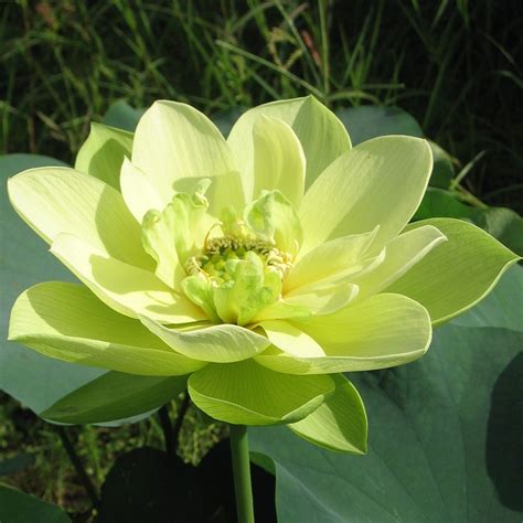 Nelumbo Nucifera Green Jade Lotus Water Lily 5 Seed Pack Online Seed Store