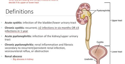 CM II UTIs Pyelonephritis Flashcards Quizlet