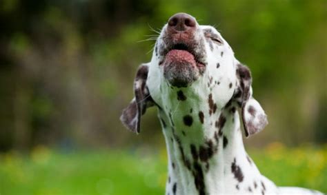 Como Fazer Seu Cachorro Parar De Latir Condoline