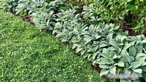 28 of the Best Evergreen Ground Cover for Shade and Full Sun: Year-Round Beauty