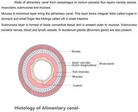 What Is Sub Mucosa And Mucosa