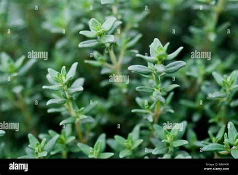 Thyme Herb Plant Stock Photo - Alamy