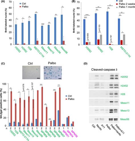 Prolonged Palbociclib Treatment Induces Senescence In MPM Cell Lines