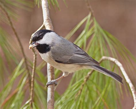 Carolina Chickadee - FeederWatch