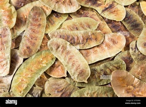 Acacia Pods Hi Res Stock Photography And Images Alamy
