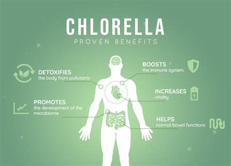 Chlorella Usage And Contraindications