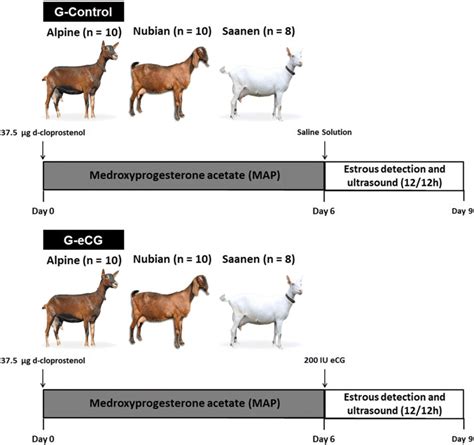 Schematic Representation Of The Experimental Design Of Estrus