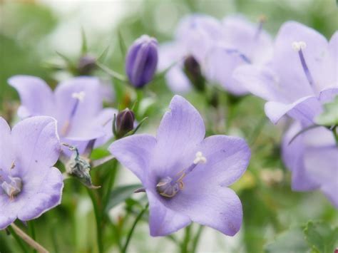 カンパニュラの花言葉｜種類や花の特徴、花束におすすめ！｜🍀greensnap（グリーンスナップ）