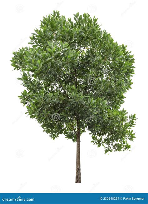 Eucalyptus Tree Isolated On White Background Clipping Path Stock Photo