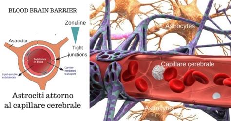 Non Devi Sapere Come Il Tuo Intestino E La Tua Anima Diventano Permeabili