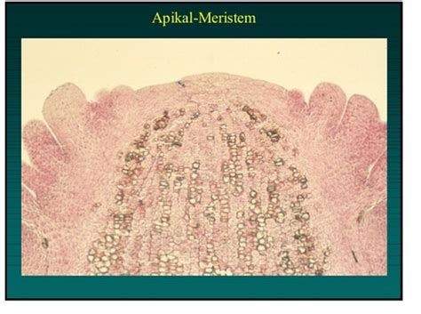 Morphologie Und Anatomie Der Grundorgane Karteikarten Quizlet