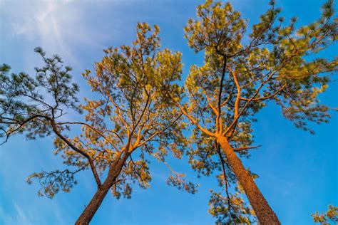 The Canopy Of Tall Trees Framing A Clear Blue Sky Stock Photo Image