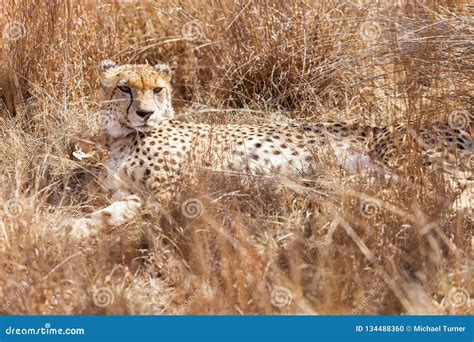 African Cheetah Sitting in Long Grass Stock Photo - Image of game ...
