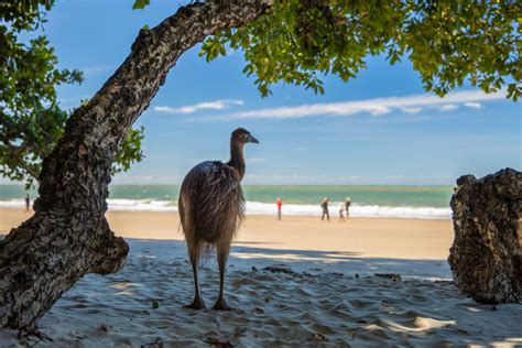 Everything You Need To Know About Cassowaries Cairns And Great Barrier Reef