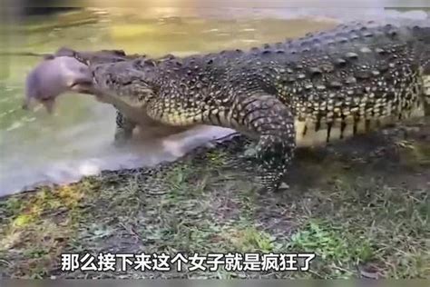 拿着肉鸡走近鳄鱼池会怎样？一池子的鳄鱼都向你冲来，太惊险了 池会 鳄鱼 池子