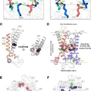 Functional And Structural Properties Of Human UCP1 A Binding Of