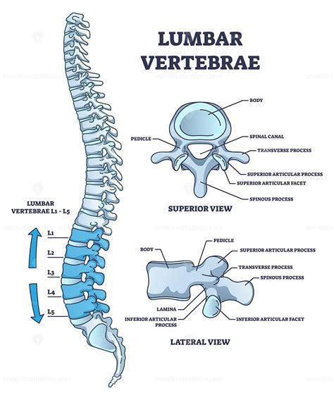 Lumbar Vertebrae Part Of Spine And Anatomical Structure Outline Diagram