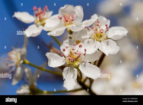 Asian Pear Blossoms Pyrus Pyrifolia Stock Photo Alamy